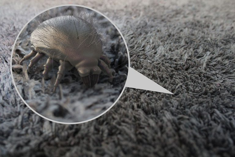 Does Lysol Kill Dust Mites? Get Rid of Dust Mites Today!