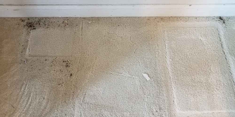 How to Locate Dead Rodents in Your Home